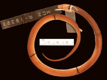 Media type: image;   Herpetology R-19326